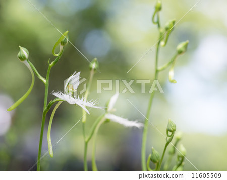 小白豆科植物 11605509