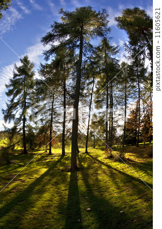 Sunlight through woodland trees 11605621