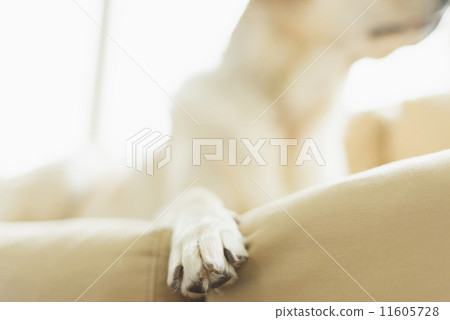 Senior · Hobby Life / scholar Senior · Hobby Life / scholar 11605728