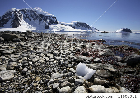 Cuverville Bay - Antarctica 11606011