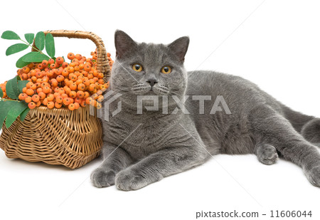 gray cat and rowan berries on a white background closeup 11606044
