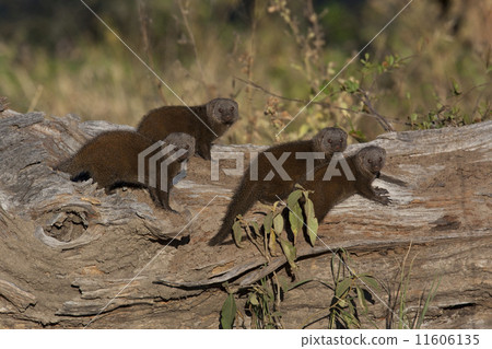 Dwarf Mongoose - Botswana Dwarf Mongoose - Botswana 11606135