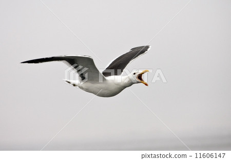 Kelp Gull (Larus dominicanus) - Namibia 11606147