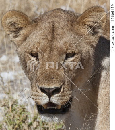 Lioness - Okavango Delta - Botswana 11606159