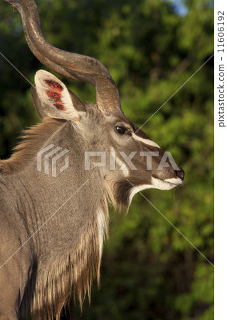 Male Kudu - Botswana 11606192
