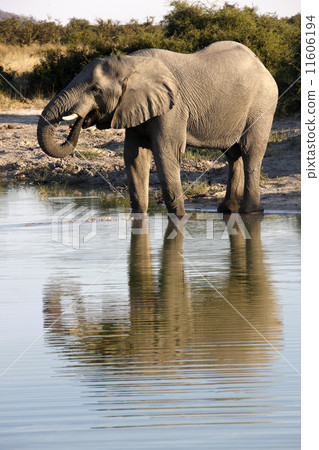 African elephant drinking at a waterhole in Savuti in Botswana 11606194