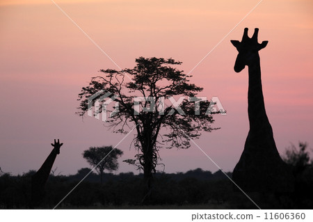 Giraffe at dusk in the Savuti area of Botswana 11606360
