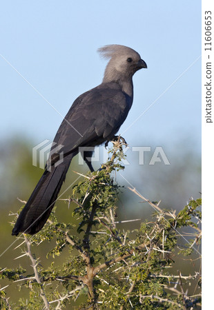 Grey lourie or Go-Away Bird - Botswana 11606653
