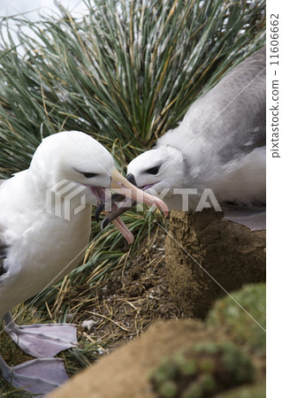 Black-browed Albatross mother feeding young - Falklands Islands 11606662