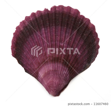 Sea shell on white background 11607460