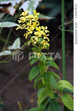 Flower of Ko Shun Kazura 11607615