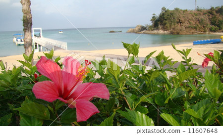 芙蓉盛開的海灘 11607648