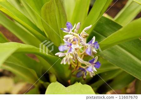 Cochiostema · odoratissimuumu flower 11607670