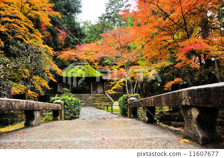 Autumn's Bunkyoin Autumn's Bunkyoin 11607677