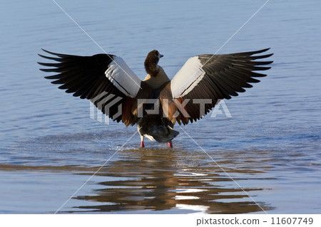 Egyptian Goose - Botswana Egyptian Goose - Botswana 11607749