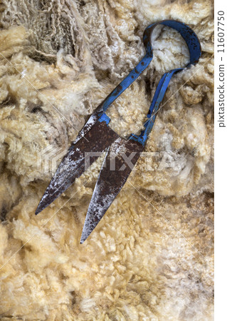 Sheep shearing - Blade Shears - Fleece Sheep shearing - Blade Shears - Fleece 11607750