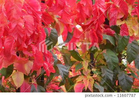 Hagiteito Hagiteito 11607787