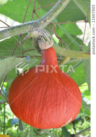 Red leather chestnut pumpkin Red leather chestnut pumpkin 11607805