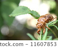 Cicadian shell 11607853