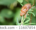 Cicadian shell 11607854