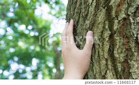 Touch the trunk 11608117