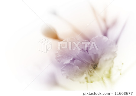 beautiful flowers beautiful flowers 11608677