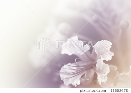 beautiful flowers beautiful flowers 11608678