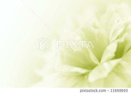 beautiful flowers 11608693