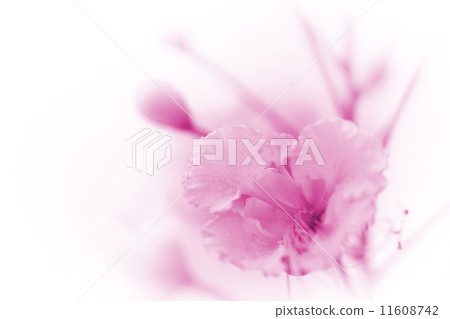 beautiful flowers 11608742