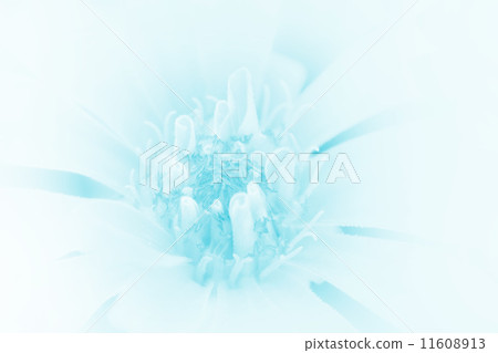 beautiful flowers 11608913