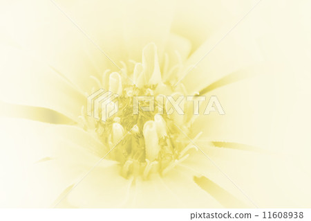 beautiful flowers beautiful flowers 11608938