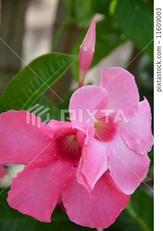 Mandevila Mandevila 11609003