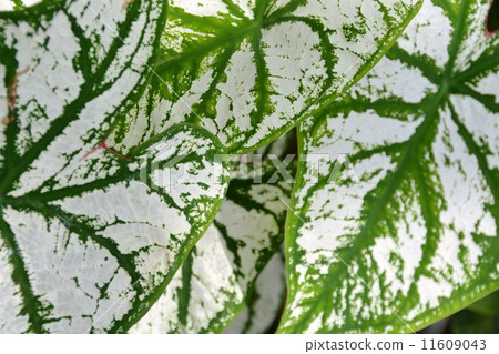 Cadarium Cadarium 11609043