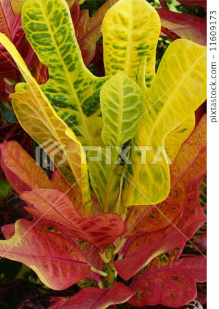 Croton 02 Croton 02 11609173