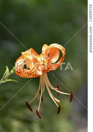 Onimuri (Demon) Onimuri (Demon) 11609359