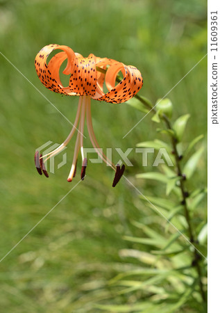 Onimuri (Demon) 11609361