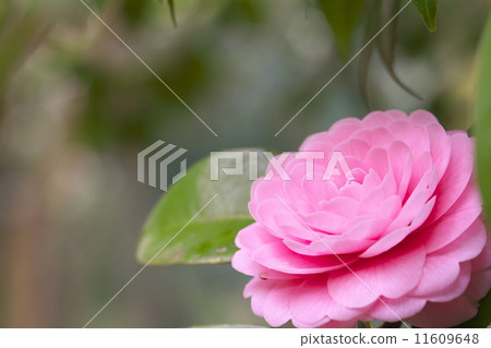 乙女椿 乙女椿 11609648