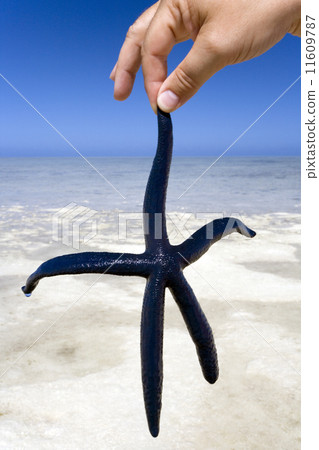 Starfish - French Polynesia 11609787