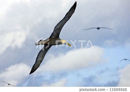 Waved Albatross in flight - Galapagos Islands 11609888