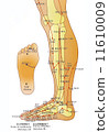 Alternative Medicine - Acupuncture Chart 11610009