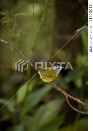 Russet-crowned Warbler - Mindo Cloud Forest - Ecuador 11610018