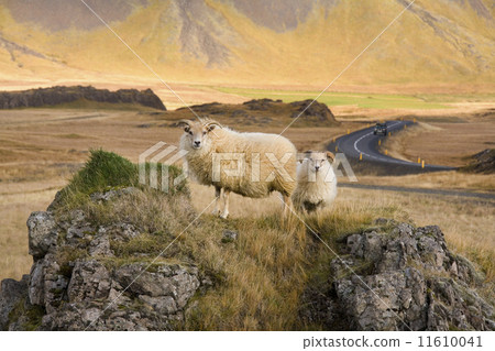 Icelandic Sheep - Iceland. Icelandic Sheep - Iceland. 11610041