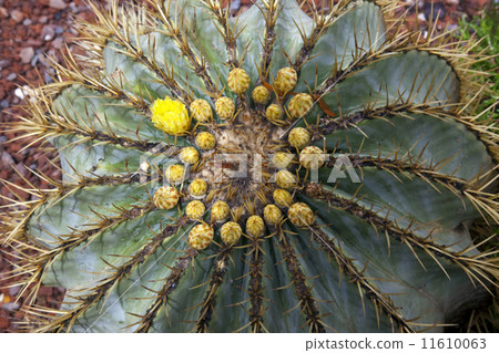 Flowering Cactus 11610063