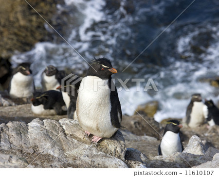 Rockhopper Penguins on Pebble Island in The Falkland Islands 11610107