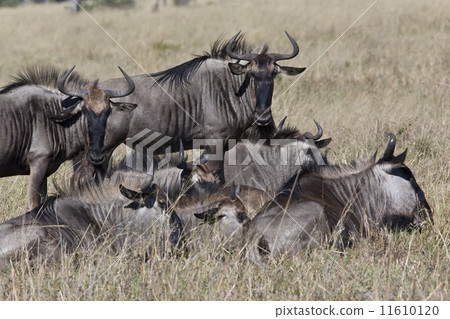 Wildebeest (Connochaetes taurinus) - Botswana 11610120