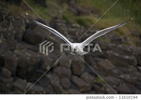 Kittiwake (Larus tridactyla) - Scotland 11610194