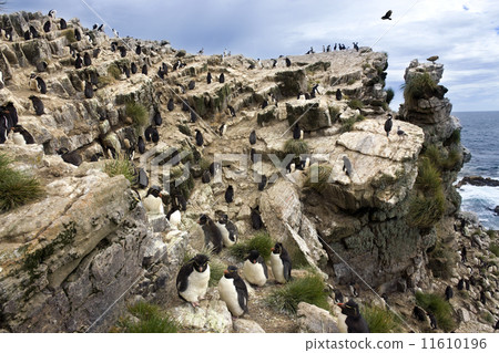 Rockhopper Penguins - Pebble Island - Falkland Islands 11610196
