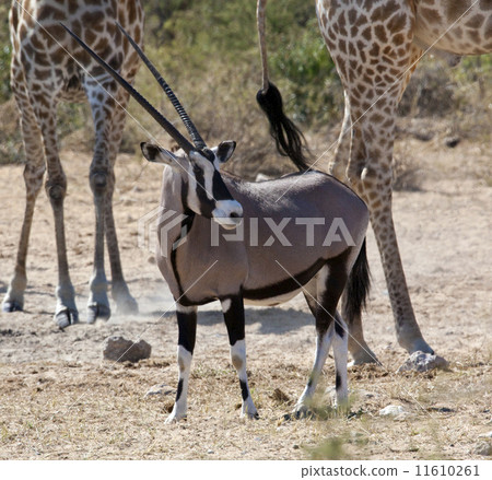 Gemsbok (Oryx) - Namibia 11610261