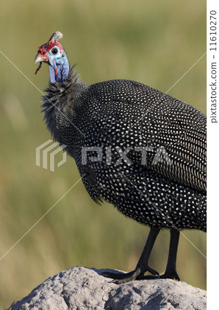 Helmeted Guineafowl in the Okavango Delta in Botswana 11610270