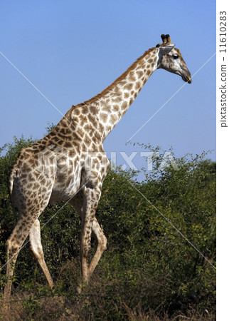 A Giraffe - Botswana 11610283